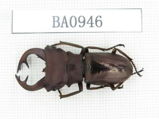 Beetle.  Cyclommatus Sp.  Indonesia,  Irian Jaya,  Yapen Island.  1m.  Ba0946.