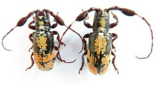2 Coleoptera - Cerambydae Sp Rare A1 Pair Male & Female Ucayali - Peru