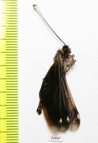 Neuroptera,  Ascalaphidae Sp. ,  Oman