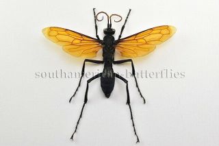 Giant Pepsis Sp.  Unmounted A1 Wasp Tarantula Hawk Xxl Size 98mm