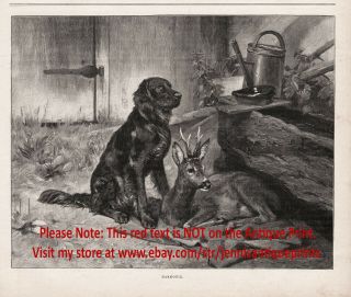 Dog Flat - Coated Retriever Friends With Tame Deer,  Charming 1890s Antique Print