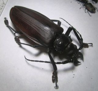 Cerambycidae Prioninae Titanus Giganteus 120mm 3 From Peru