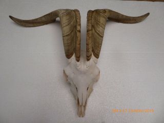 Massive Billy Goat Skull With Long Horns Taxidermy Hunting Gothic Bone