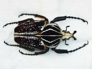 Goliathus Albovariegatus Male Very Big 86mm,  Cetonidae Cameroon