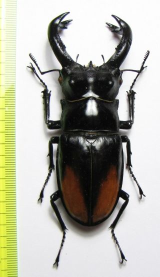 Lucanidae,  Hexarthrius Parryi Paradoxus,  Indonesia,  Sumatra 90 Mm