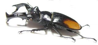 Lucanidae,  Hexarthrius parryi paradoxus,  Indonesia,  Sumatra 90 mm 2