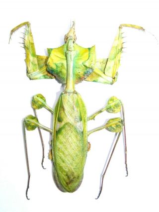 Idolomantis Diabolica Giant Devil Mantis Mantidae Africa Large Female 111mm Rare