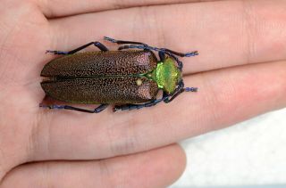 Cheloderus Childreni Giant Female 34 Mm Cerambycidae Prionidae Oxypeltidae