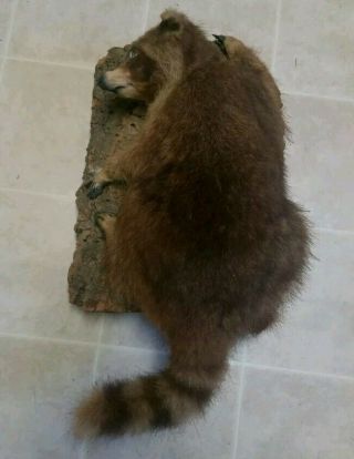 Vintage Raccoon Taxidermy Mount Hunting Trapping Decor Cabin Ranch Full Body Xl