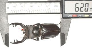 Lucanidae Lucanus Langi 62mm Tibet Last One Over 6cm