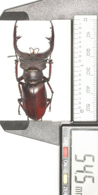 Lucanidae Lucanus Brivioi 54.  5mm Fujian