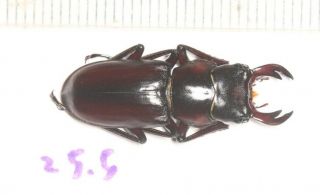 Lucanidae Digonophorus Sp.  25.  5mm W.  Yunnan