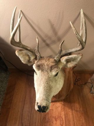 Vintage 8 Pt Whitetail Deer Head Mount Taxidermy Antler Buck Shoulder Wisconsin