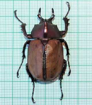 Agaocephala Margaridae Male A 44 Mm
