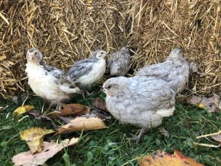 170,  Ssc (silver) Coturnix Quail Hatching Eggs By Myshire Farm.  So Many Colors