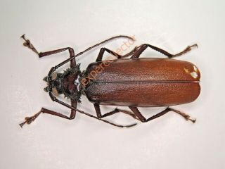 Cerambycidae - Macrotoma Delahayei 50mm From Gabon Rarely Offer Khb662