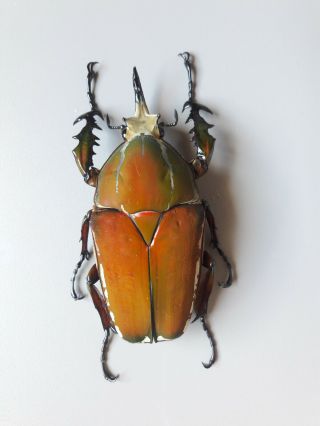 Mecynorrhina Torquata Ugandensis Purkynei Color M 78mm From Uganda