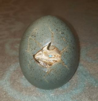 Dennis Thompson 1989 Baby Dragon Hatching Egg Snobhog Ceramic Sculpture