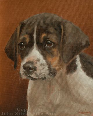 Foxhound Pup Dog Portrait Oil Painting By Master Uk Artist John Silver