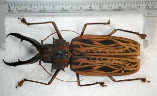 Macrodontia Cervicornis From Perú Cerambycidae Prionidae Prioninae 148.  42 Mm