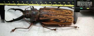 Macrodontia cervicornis from Perú Cerambycidae Prionidae Prioninae 148.  42 mm 2