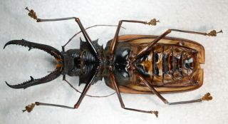 Macrodontia cervicornis from Perú Cerambycidae Prionidae Prioninae 148.  42 mm 3