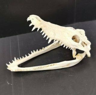 100 Real Crocodile Alligator Skull Taxidermy White Head Skeleton12.  5” Hhh1 Htf