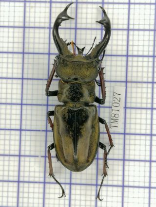 Lucanidae Tm81027 Lucanus Cheni 65mm W Tibet