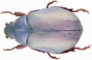 Insect - Rutelidae Chrysina Erubescens (purple) - Mexico - Female 29mm.