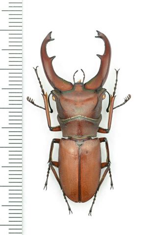 Lucanidae Cyclommatus Mniszechi Tonkinensis 44mm From Vietnam