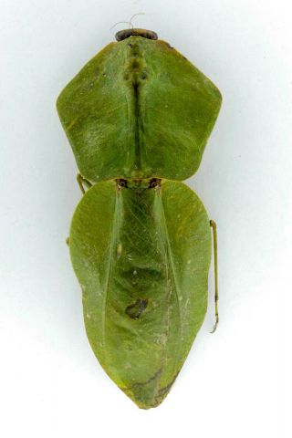 Mantidae,  Mantidae Sp.  Veri Big And Sp.  86 Mm.