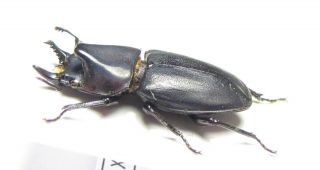 Lucanidae,  Chileistomus Cucullatus,  Chile