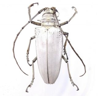 Rosenbergia Vetusta Cerambycidae 58mm From Jayapura Province Papua Indonesi Rare