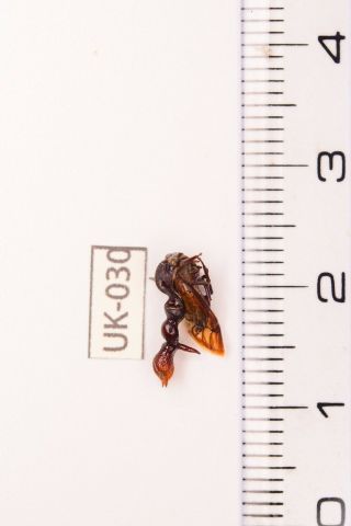 Hemiptera Membracidae Sp Mexico Los Chimalapas Top Rare Uk - 030