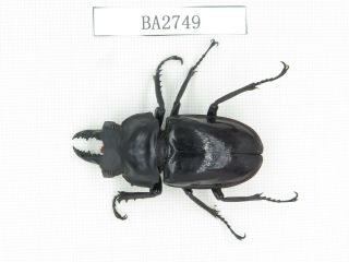 Beetle.  Neolucanus Sp.  Myanmar,  Kechin,  Nanse.  1m.  Ba2749.