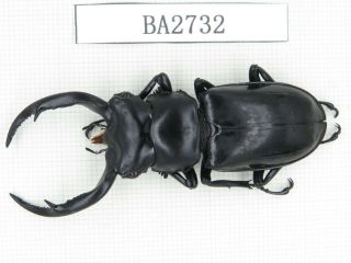 Beetle.  Rhaetus Westwoodi Kazumiae.  Myanmar,  Kechin,  Nanse.  1m.  Ba2732.