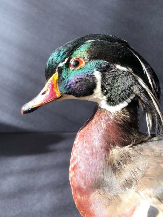 Vintage Taxidermy Crested Wood Duck Colors Mounted On Oval Wooden Base