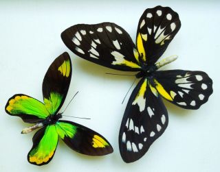 Ornithoptera Victoriae Victoriae.  Pair From Guadalcanal.