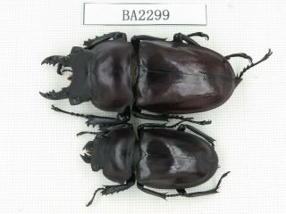 Beetle.  Neolucanus Sp.  China,  Guizhou,  Mt.  Miaoling.  1p.  Ba2299.