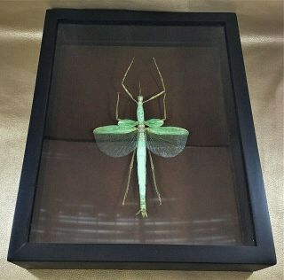 P27 Entomology Preserved Huge Winged Stick Bug Framed Specimen Collectible