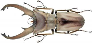 Insect - Lucanidae Cyclommatus Eximius - Arfak - Rare Form Male 60mm.