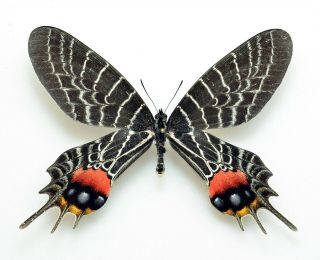 Lepidoptera Bhutanitis Lidderdalii Ssp.  From Myanmar 2