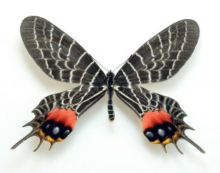 Lepidoptera Bhutanitis Lidderdalii Ssp.  From Myanmar