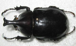 Dynastidae Xylotrupes Faber Male A1 46mm (java) Rare