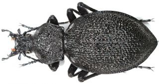 27.  Carabidae - Carabus (procerus) Gigas Ssp.  Gigas.  Female,  Very Big