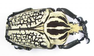 Goliathus Orientalis Male 96mm (cetoniinae)