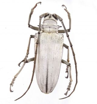 Rosenbergia Vetusta Cerambycidae 50mm From Jayapura Province Papua Indonesi Rare