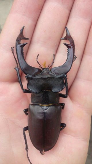 Coleoptera Lucanidae Lucanus Cervus/a1/ 81 Mm/ Ukraine