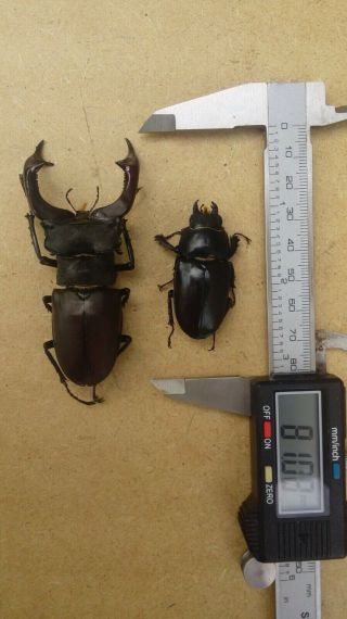 Coleoptera Lucanidae Lucanus cervus/A1/ 81 mm/ Ukraine 2