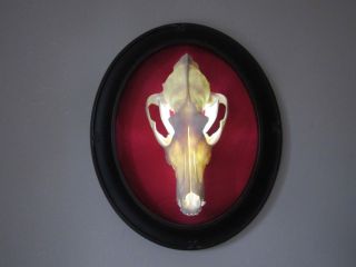 Framed Coyote Skull Light Sconce Taxidermy Bone Wall Art Curiosities Cabinet
